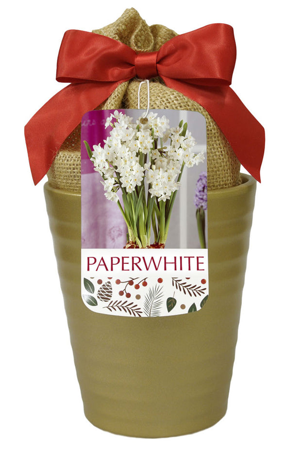 Narcissus Paperwhite Ziva in Gold Bulbs 3/Pack