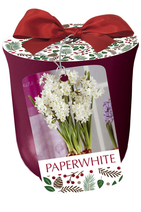 Narcissus Paperwhite Ziva in Bourdeaux Bulbs 3/Pack