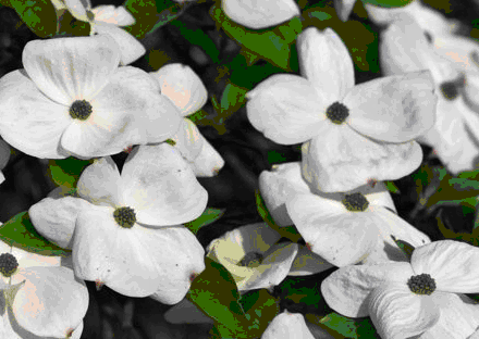 Dogwood, Eddie's White Wonder