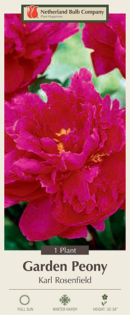 Paeonia Lactiflora Karl Rosenfield 1 Pack