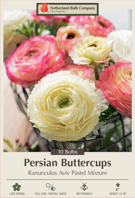 Ranunculus Aviv Pastel Mixture (Pink & White) 10 Pack