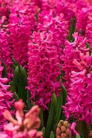 DeVroomen Hyacinthus Jan Bos Bulbs 5/Pack