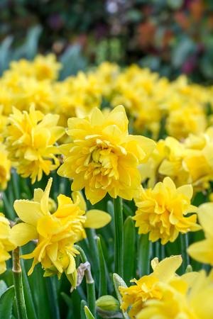 DeVroomen Daffodils Miniature Tete a Tete Double Bulbs 5/Pack