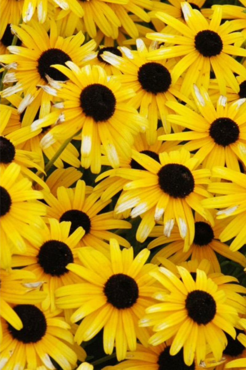Black-Eyed Susan, Viette's Little Suzy