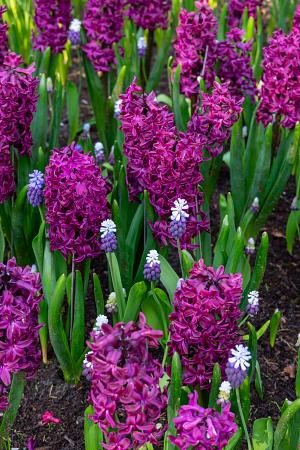 DeVroomen Hyacinthus Woodstock Bulbs 5/Pack