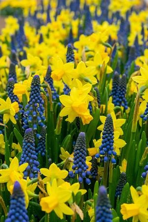 DeVroomen Daffodils Miniature Tete a Tete Bulbs 10/Pack