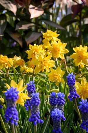 DeVroomen Daffodils Blends Double Duo Bulbs10/Pack