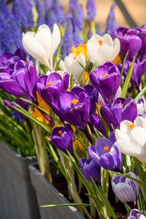 DeVroomen Crocus Vernus Giant Mixed Bulbs 15/Pack