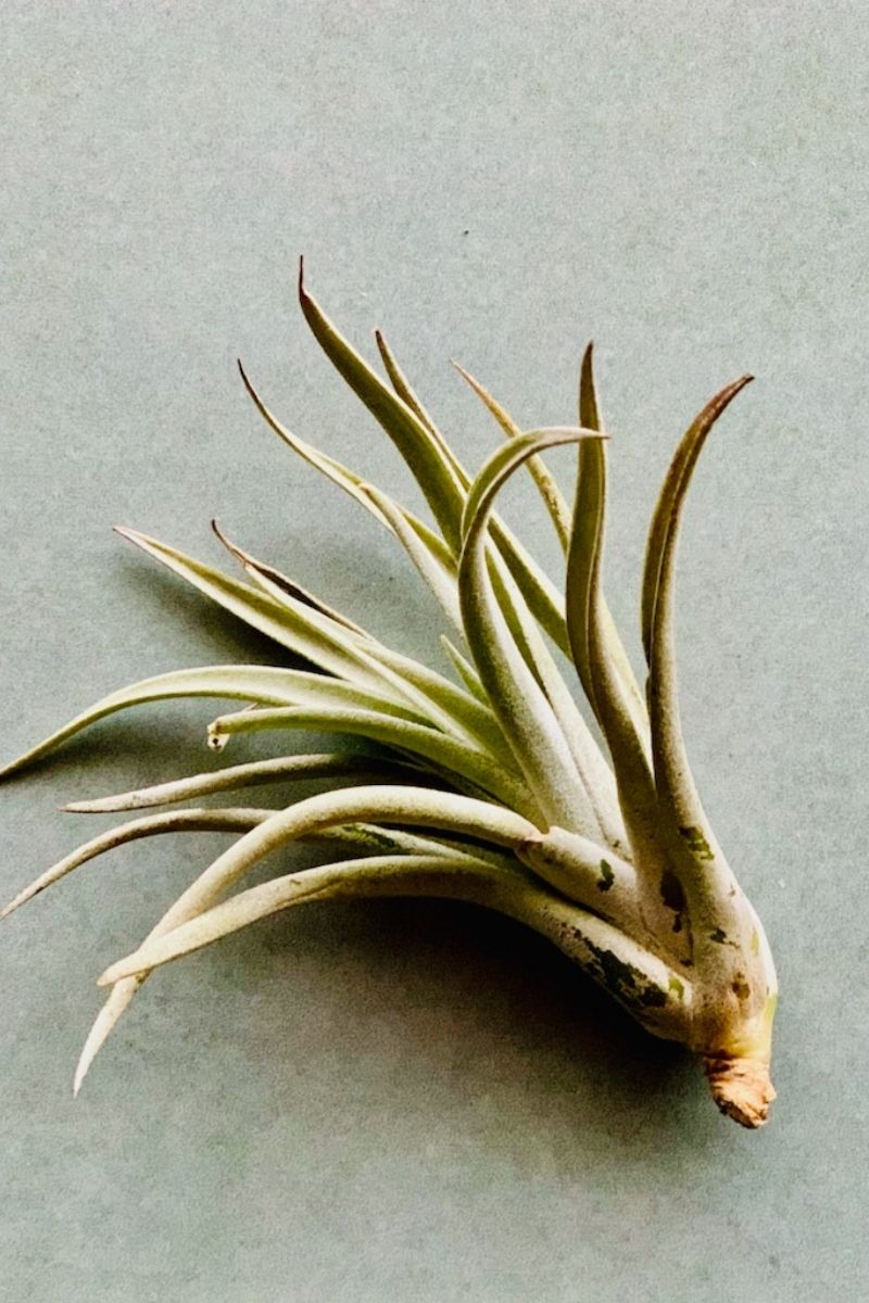 Tillandsia, Harrisii 3-5"