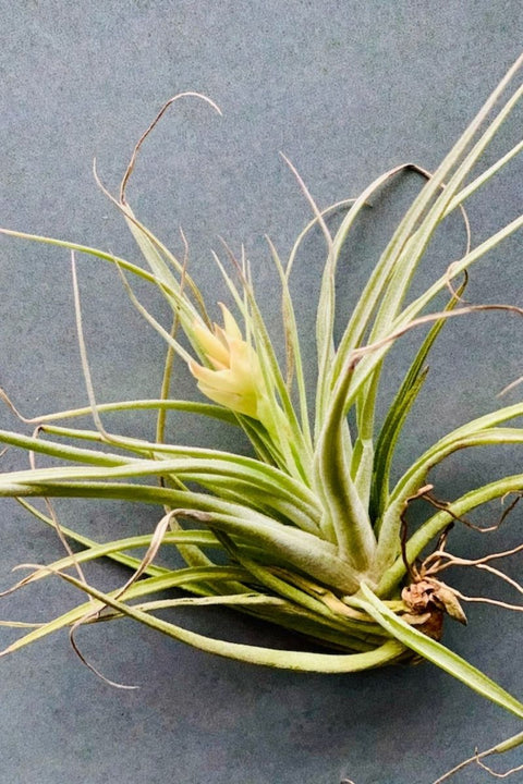 Tillandsia,  Leonamiana Med