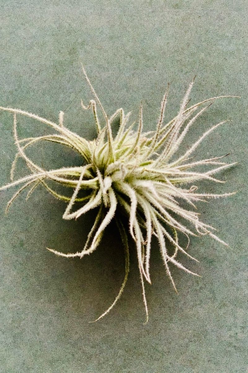 Tillandsia, Tectorum 4-6"