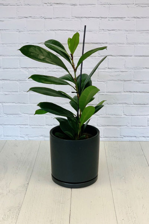 Ficus, Cyathistipula 17Cm