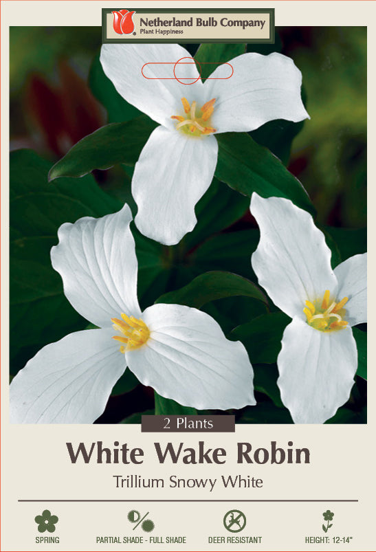 Trillium Grandflorium Snowy White 2 Pack
