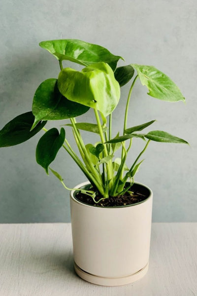 Monstera, Deliciosa 6