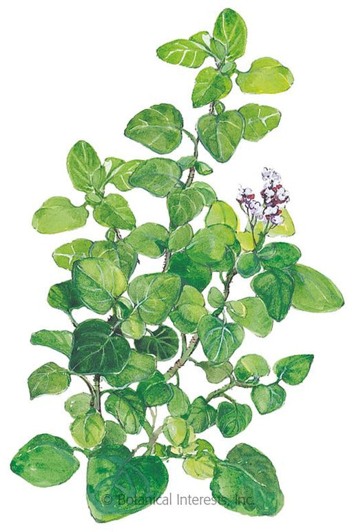 Botanical Interests Marjoram Organic Seeds