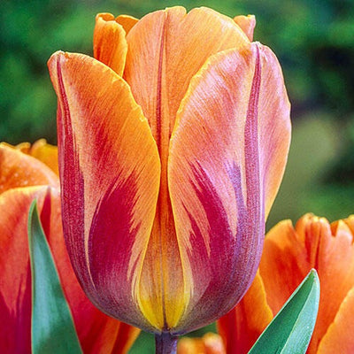 Tulip Princess Irene Bulbs 7/Pack