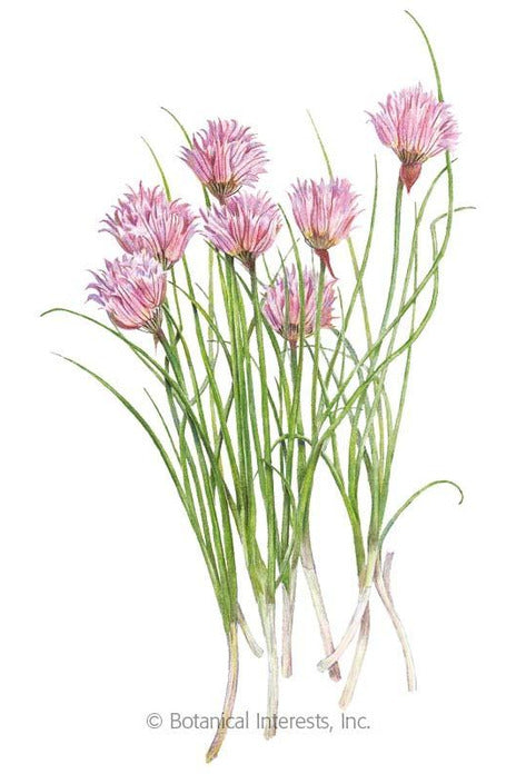 SEED CHIVES COMMON ORG