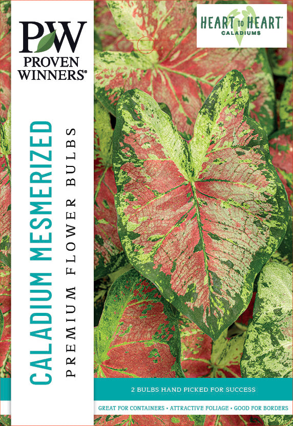 Caladium Mesmerized Bulb 2/Pack