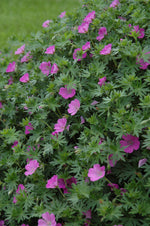 Bloody Cranesbill (Geranium sanguineum)