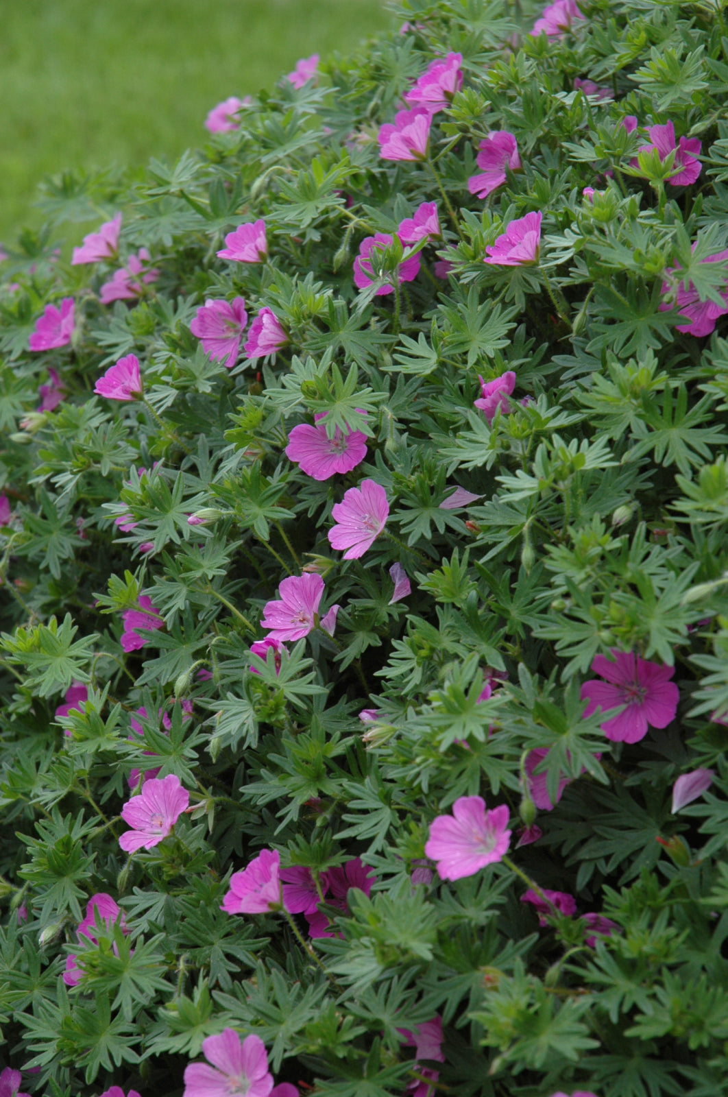 Bloody Cranesbill (Geranium sanguineum)