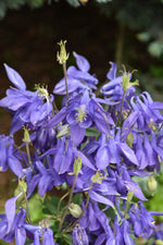 Alpine Columbine (Aquilegia alpina)