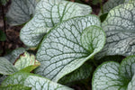 Alexander's Great Brunnera