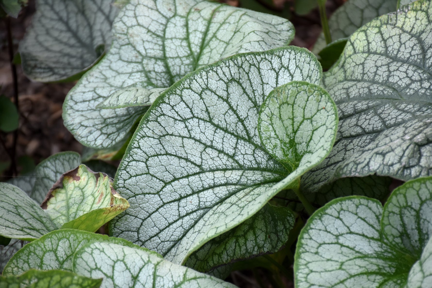 Alexander's Great Brunnera