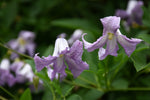Betty Corning Clematis
