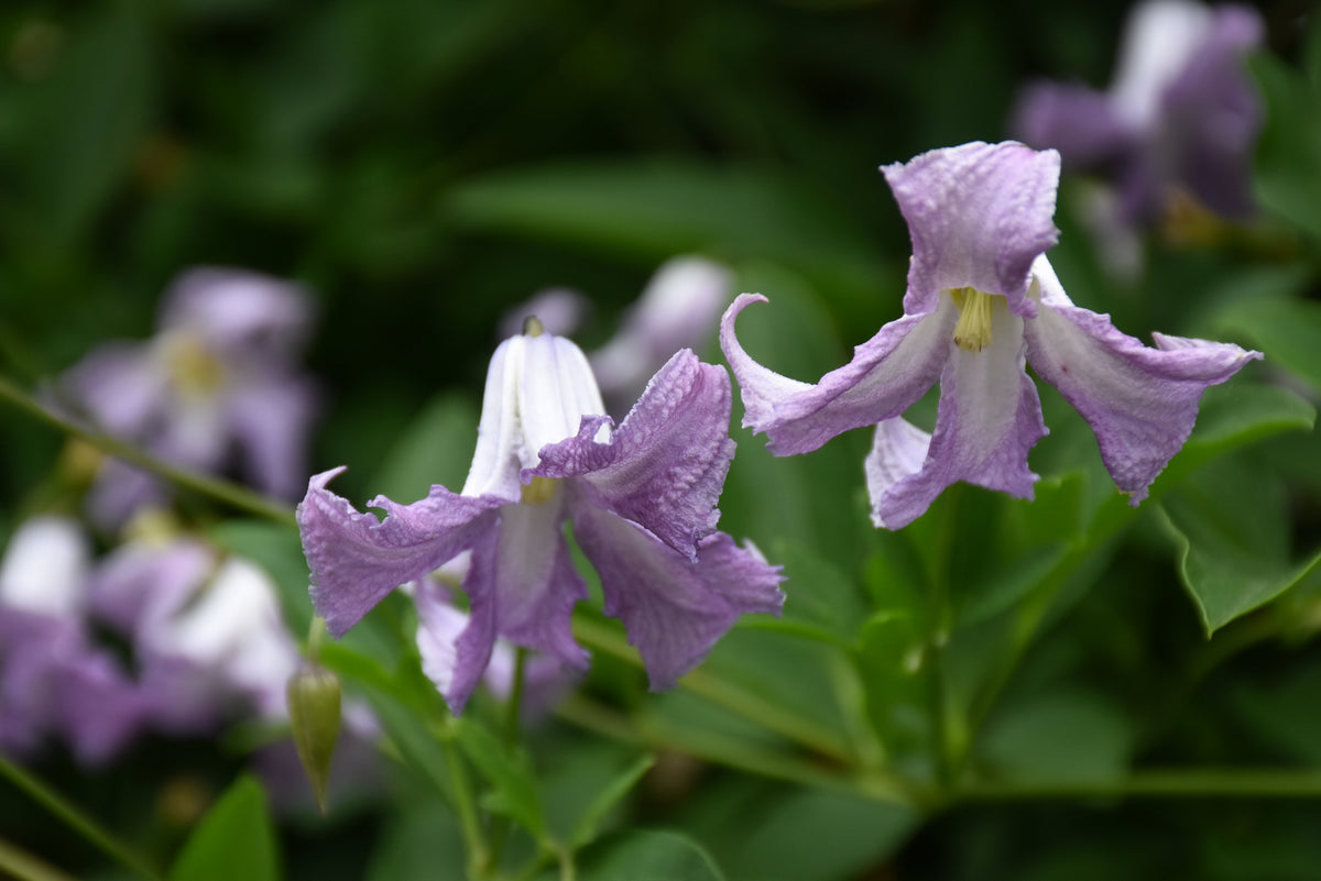 Betty Corning Clematis