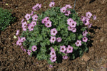 Ballerina Cranesbill (Geranium)