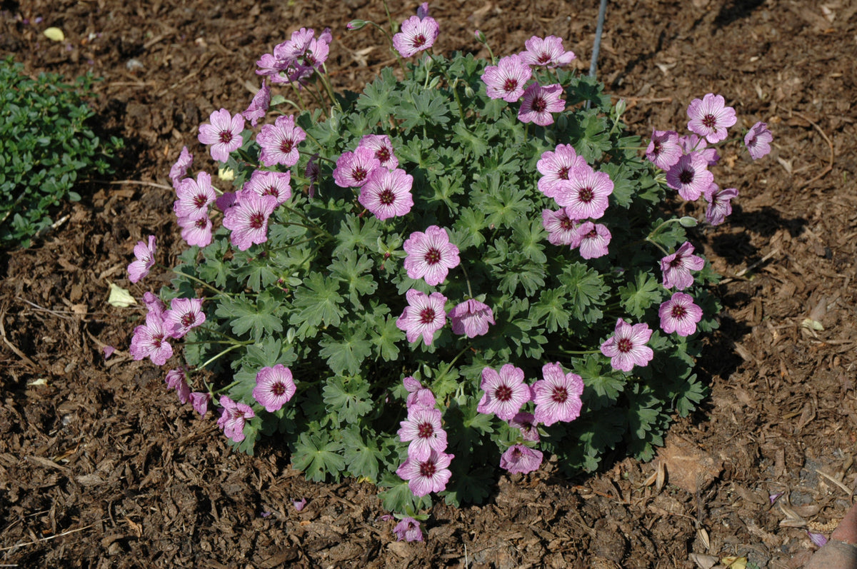 Ballerina Cranesbill (Geranium)