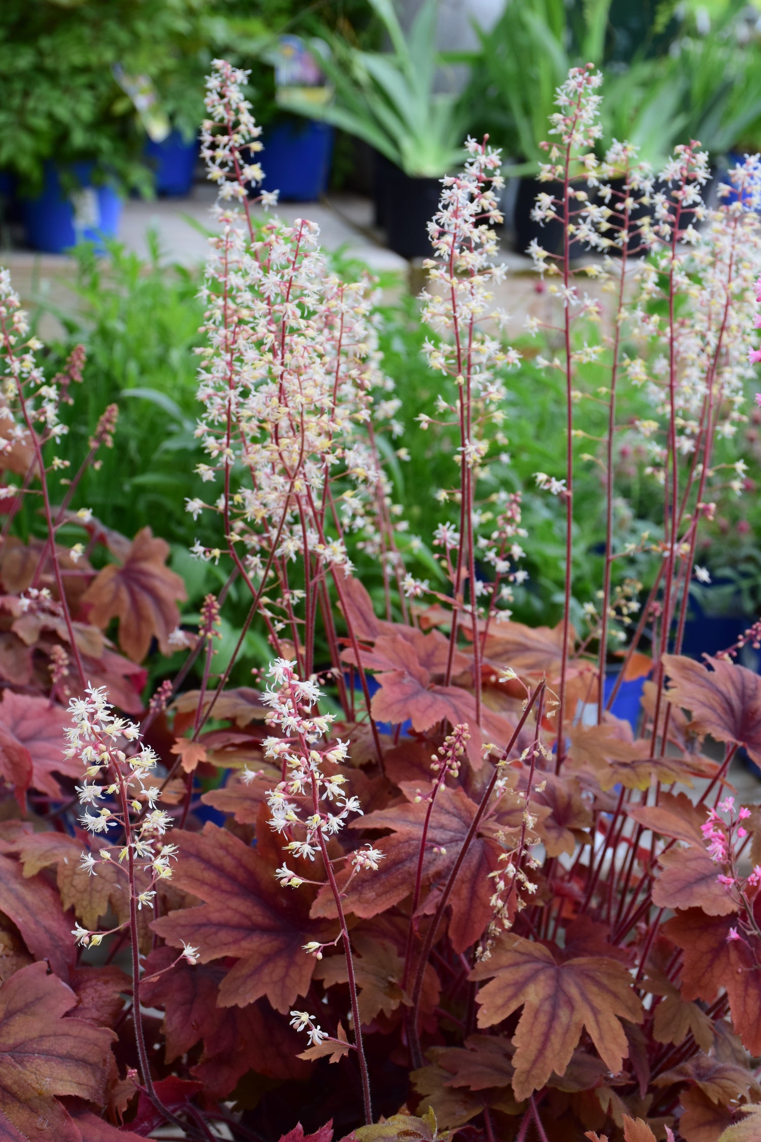 Sweet Tea Foamy Bells (Heucherella)