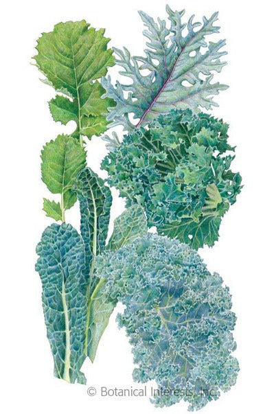 Botanical Interests Premier Blend Kale Seeds