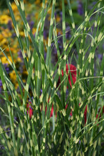 High Frequency Maiden Grass (Miscanthus)
