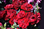 Constant Cadence Red Dianthus (Pinks)