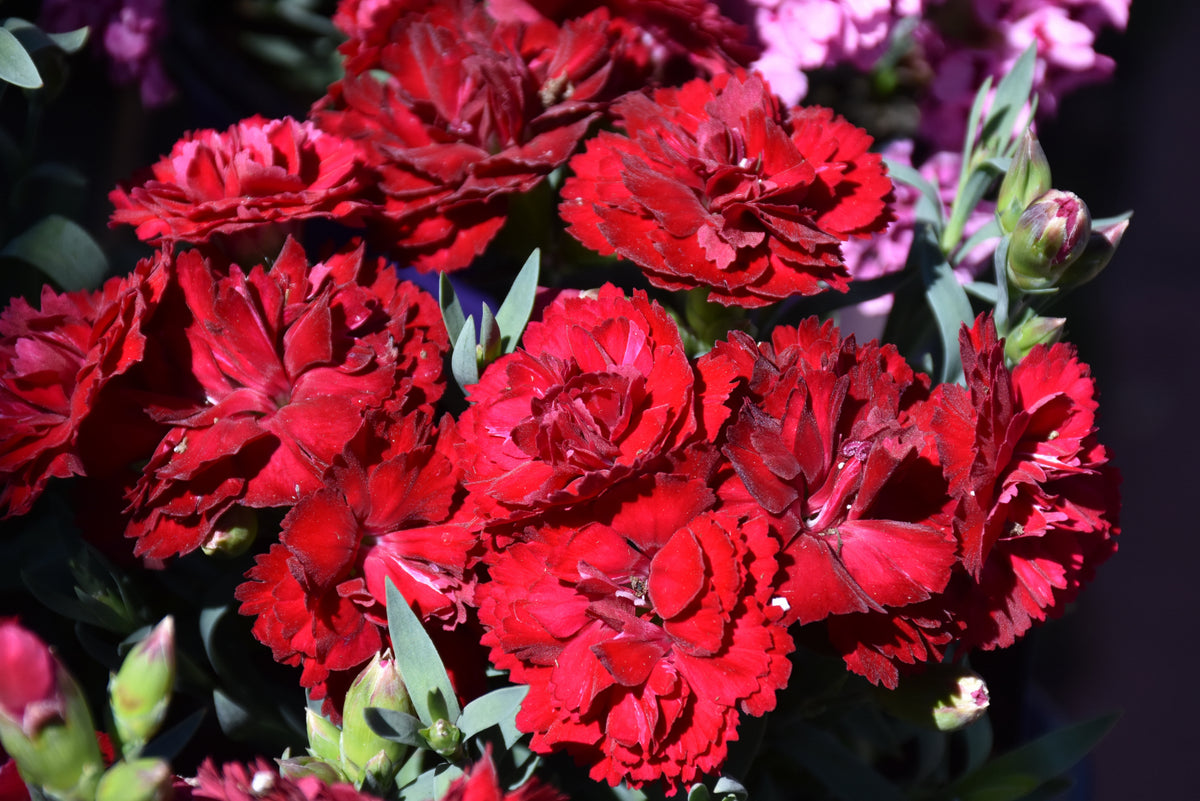 Constant Cadence Red Dianthus (Pinks)