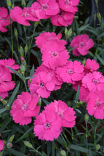 Mad Magenta Dianthus (Pinks)