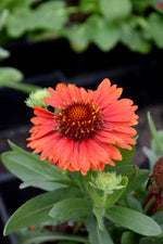 SpinTop Red Blanket Flower (Gaillardia)