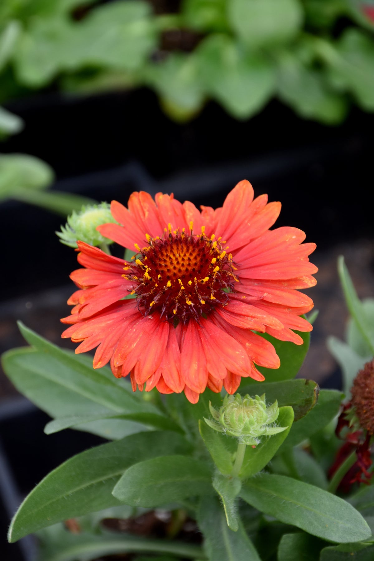 SpinTop Red Blanket Flower (Gaillardia)