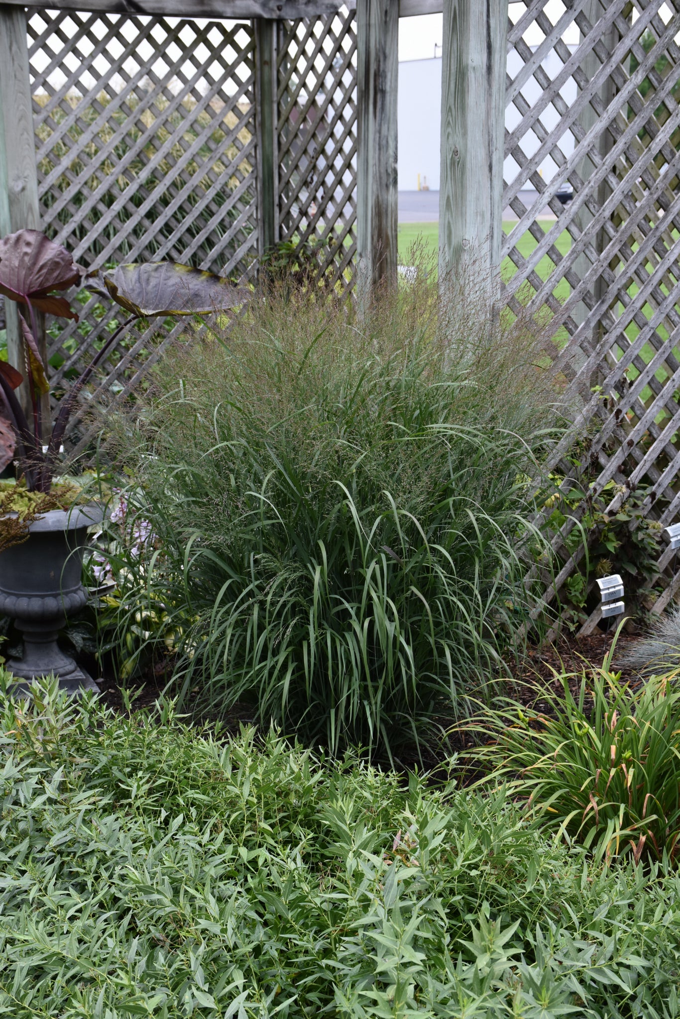 Prairie Winds Apache Rose Switch Grass