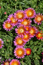 Ocean Sunset Orange Glow Ice Plant (Delosperma)