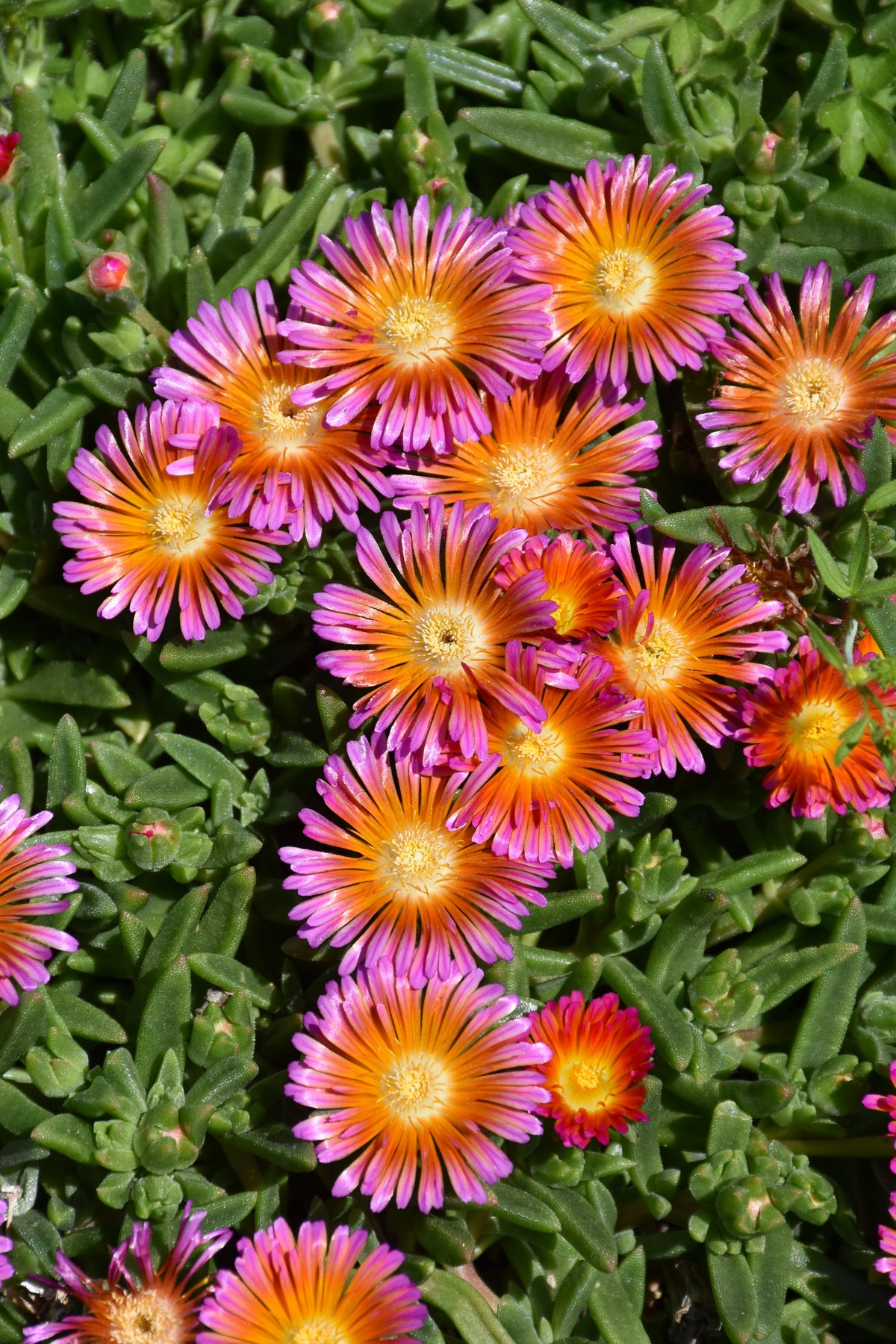 Ocean Sunset Orange Glow Ice Plant (Delosperma)