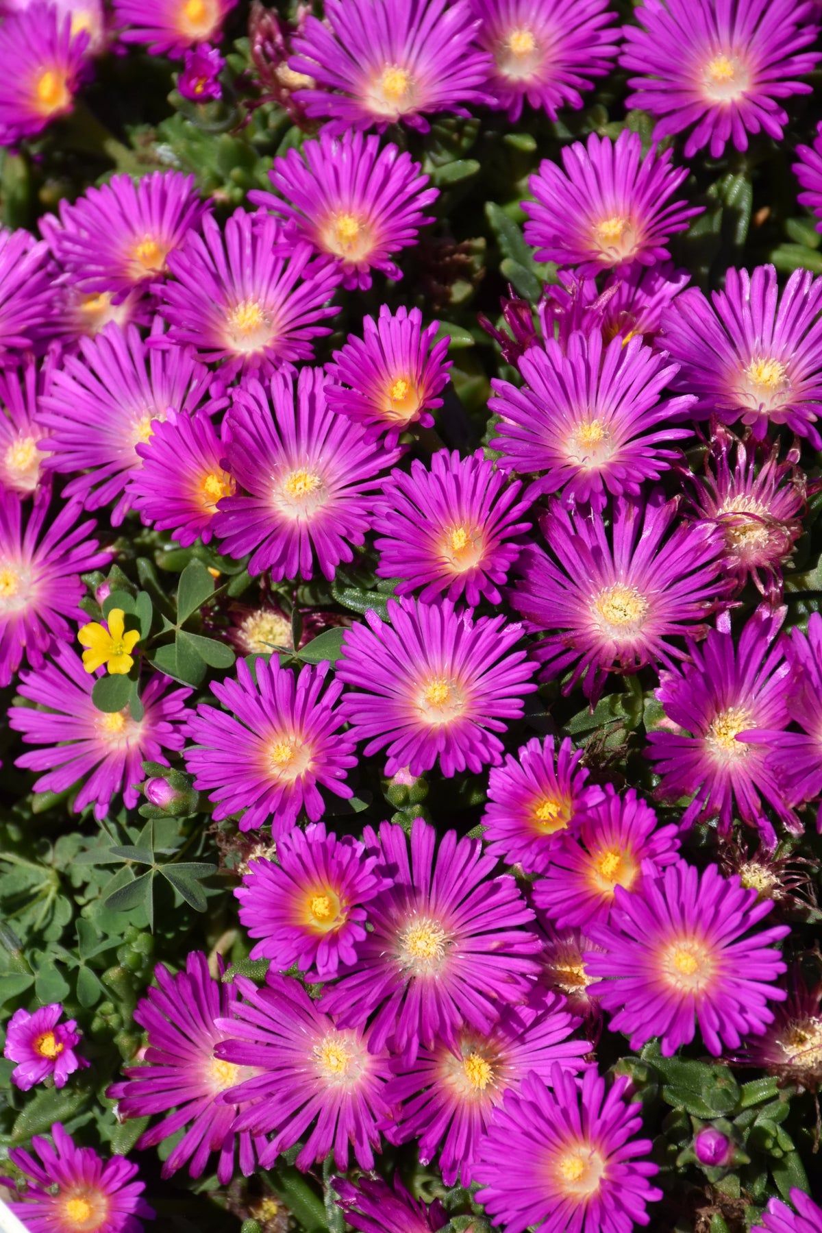 Ocean Sunset Violet Ice Plant (Delosperma)