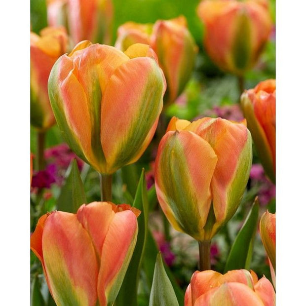 Tulip Orange Marmalade Bulbs 10/Pack