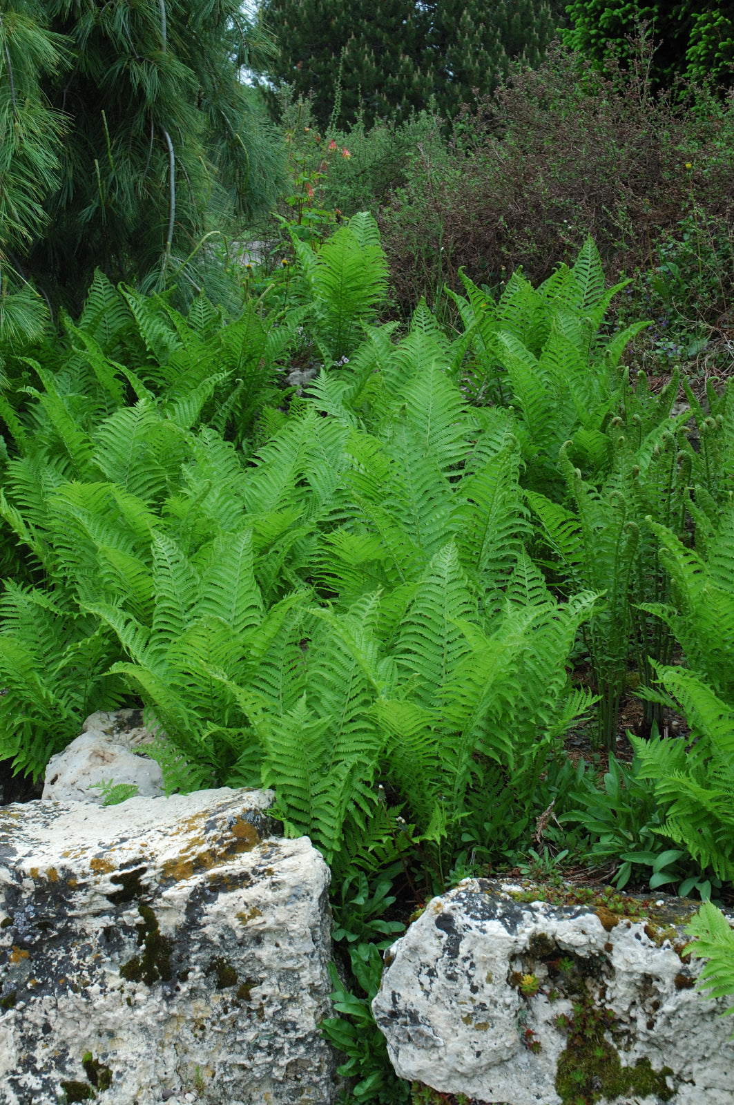 Ostrich Fern (Matteuccia struthiopteris)