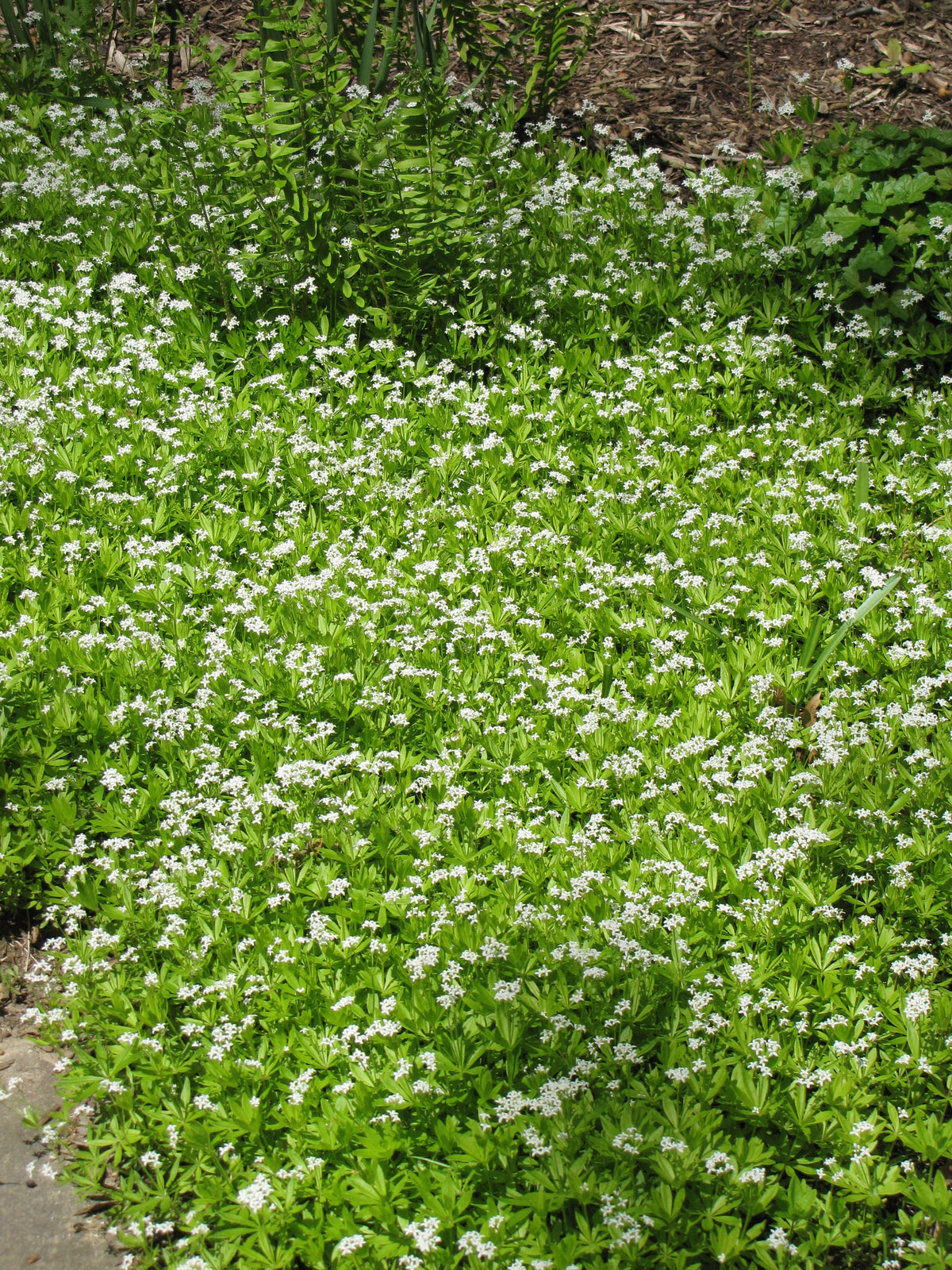 Sweet Woodruff (Galium odoratum)