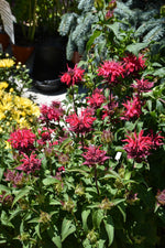BeeMine Red Bee Balm (Monarda didyma 'Balbeemed')