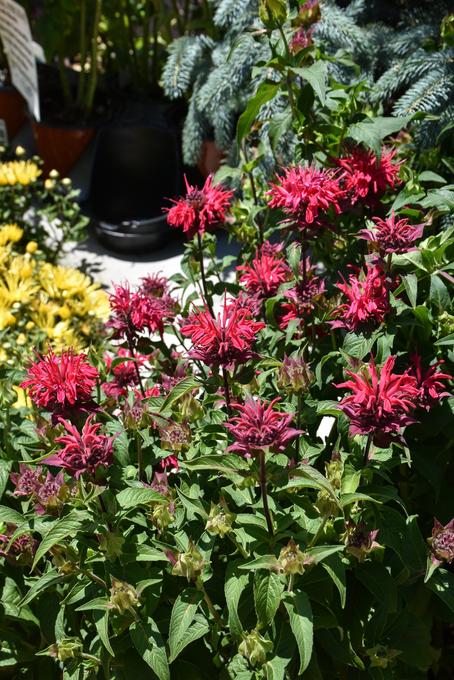 BeeMine Red Bee Balm (Monarda didyma 'Balbeemed')