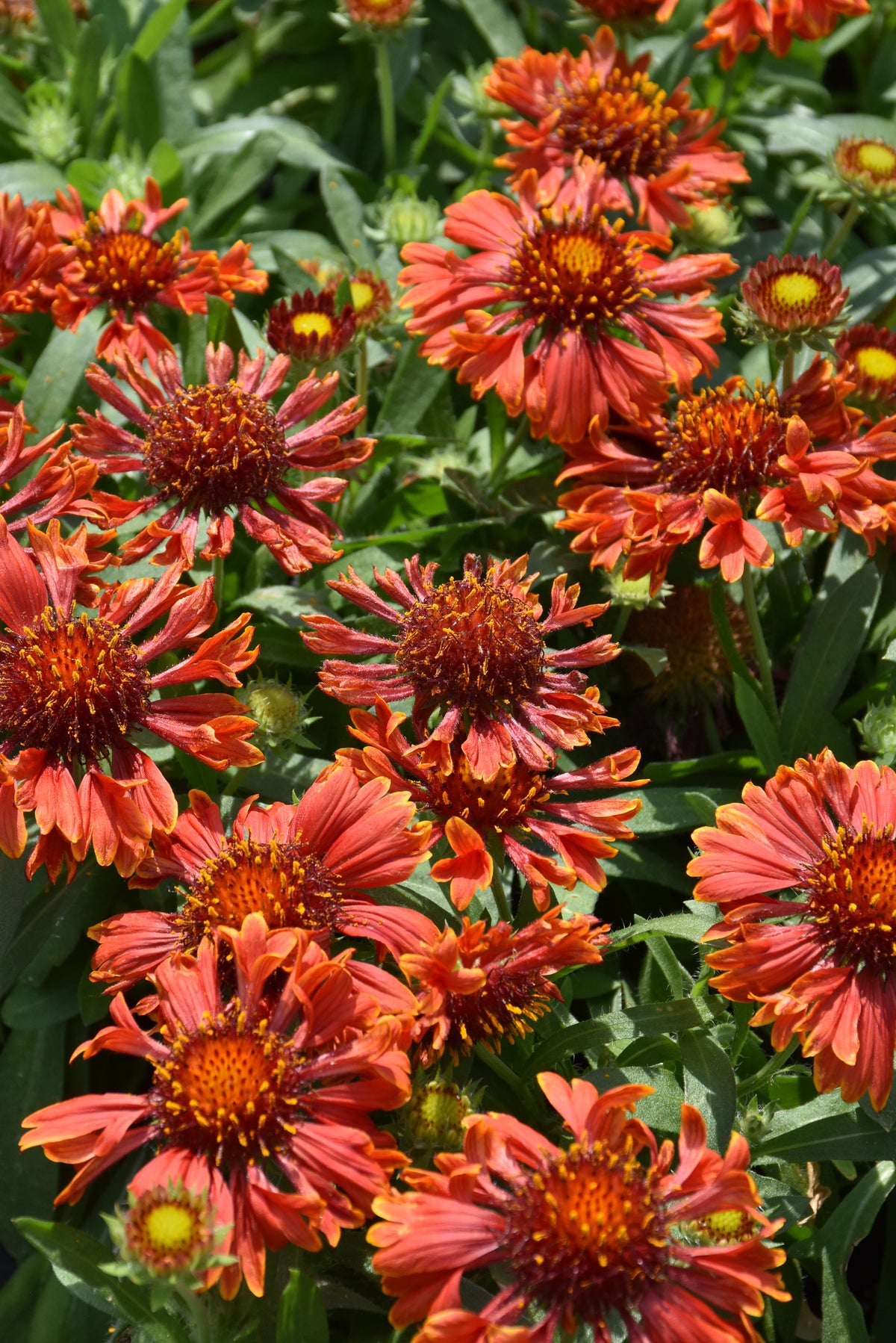 SpinTop Mariachi Red Blanket Flower (Gaillardia)