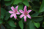 Duchess of Albany Clematis